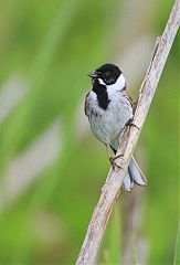 Reed Bunting